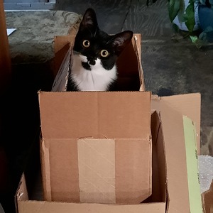 Fundraising Page: Bean Aho